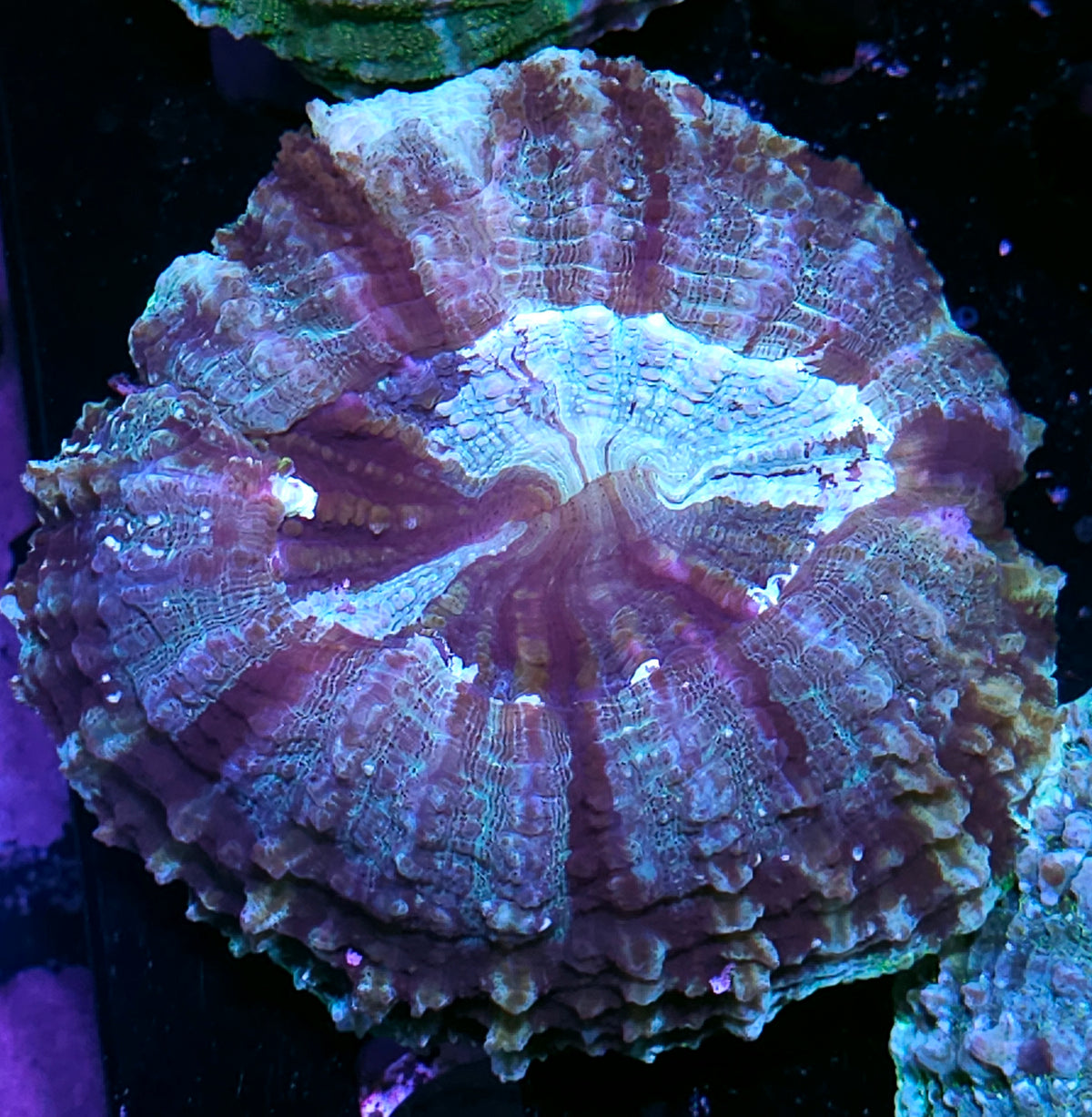 Bad Ass Acanthophyllia DEAL!!