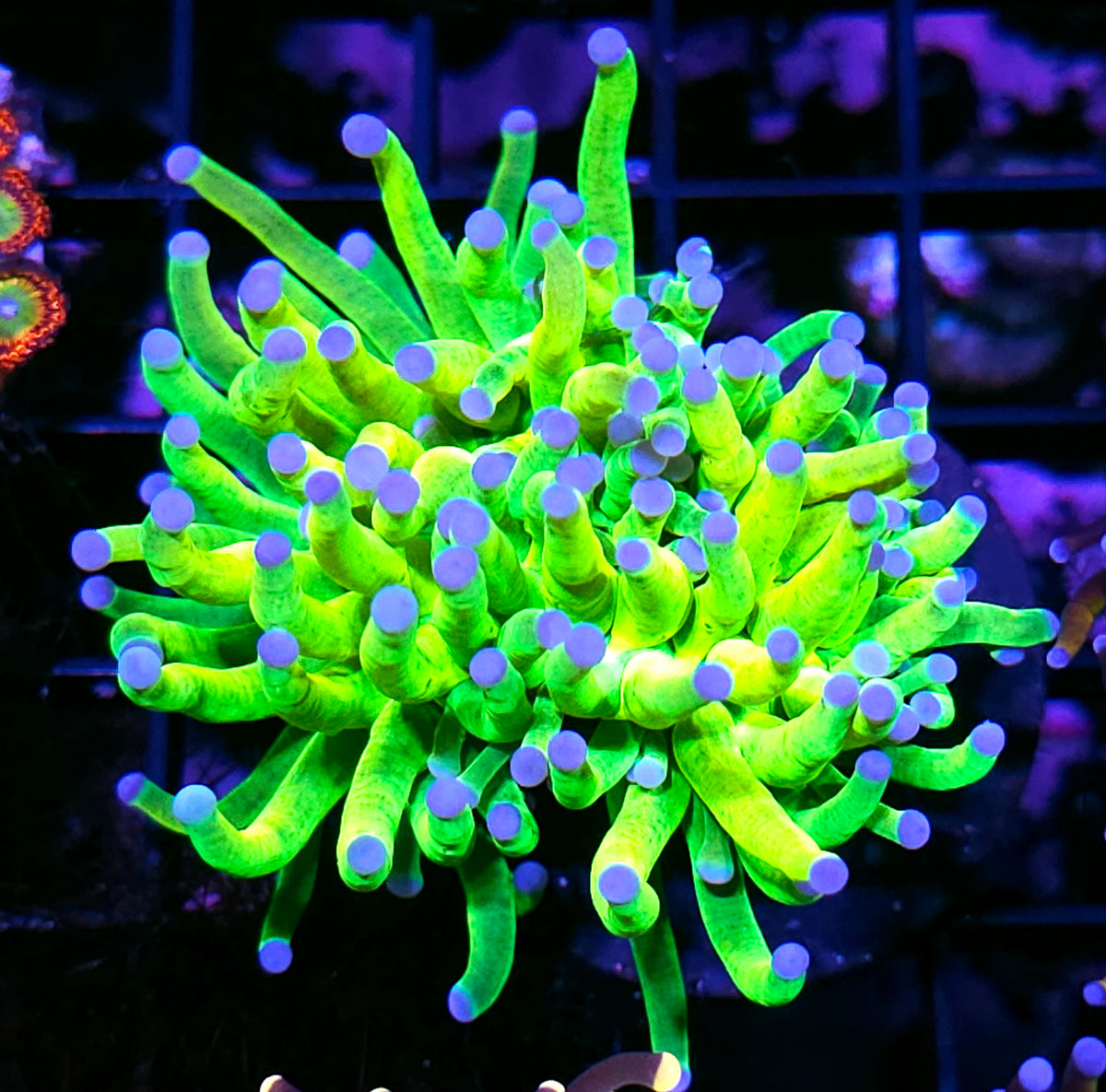 Closet Freak Holy Grail Torch