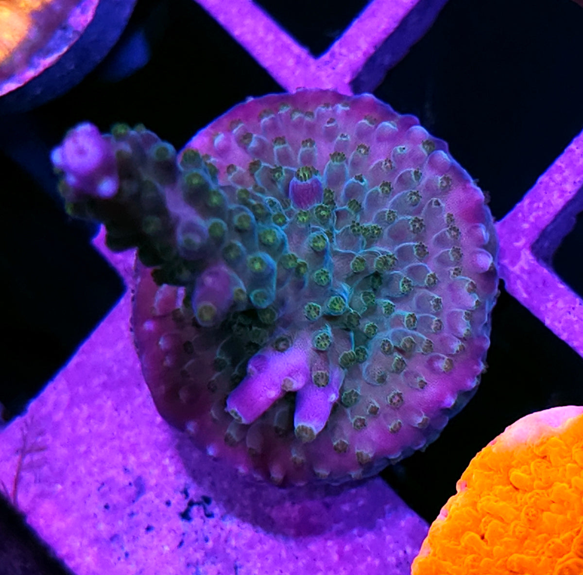 Lemon Zest Acropora
