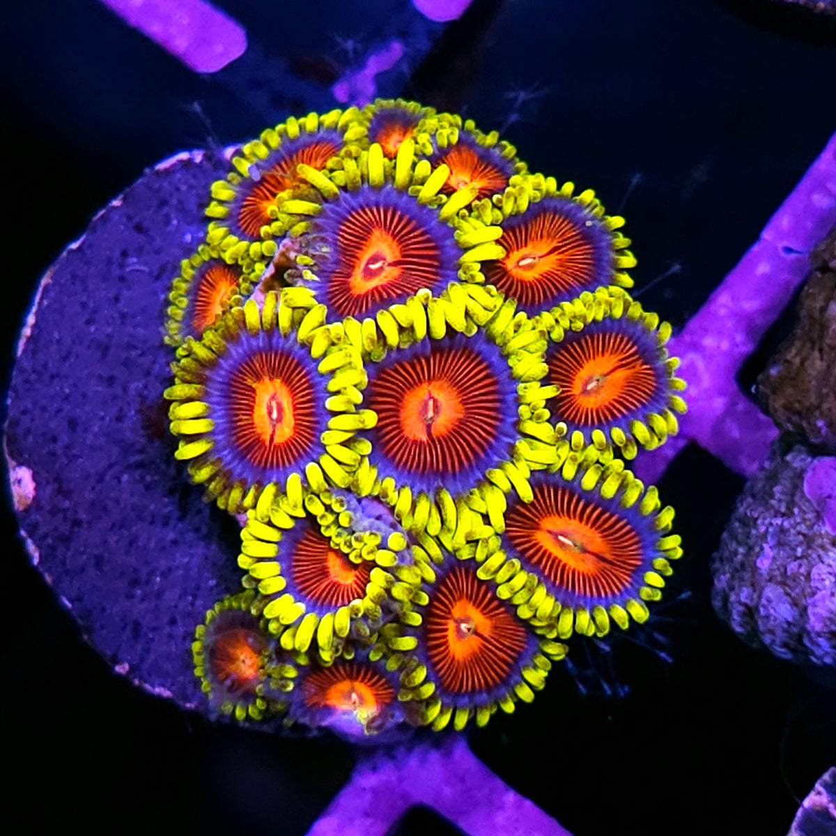 HF Vlad the Impaler Zoas