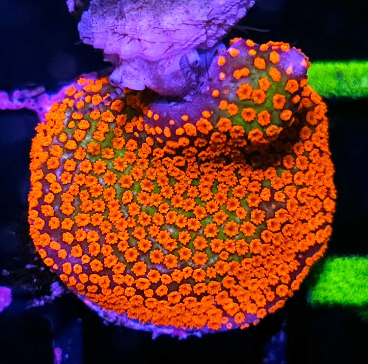 Forest Fire Montipora Digitata