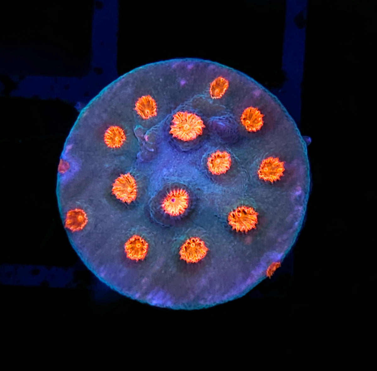 Meteor Shower Cyphastrea