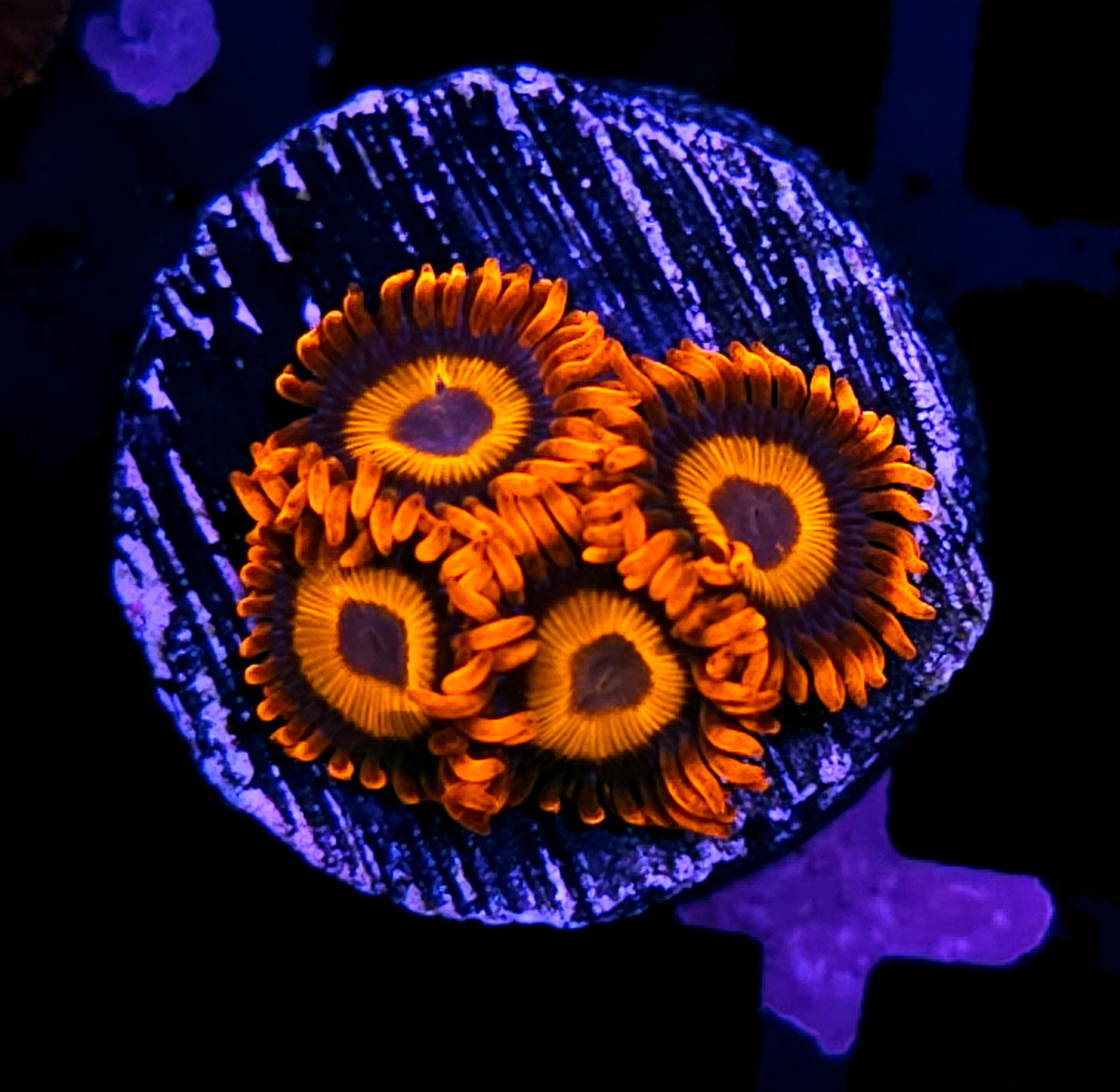 Orange Oxide Zoas