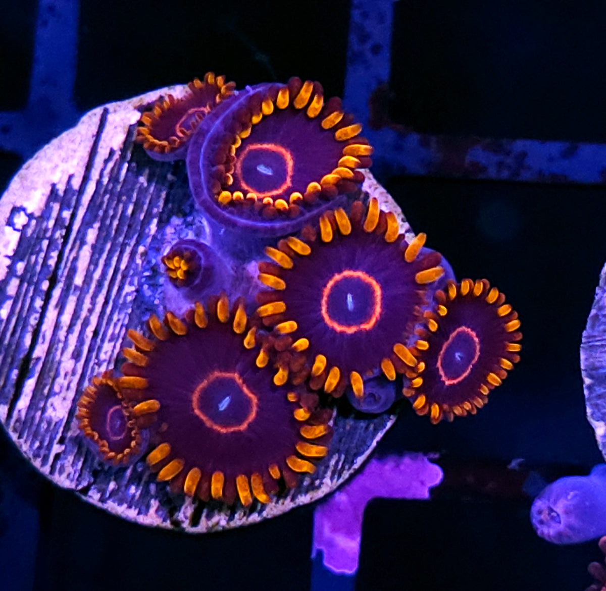 HF Rainbow Hornet Zoas