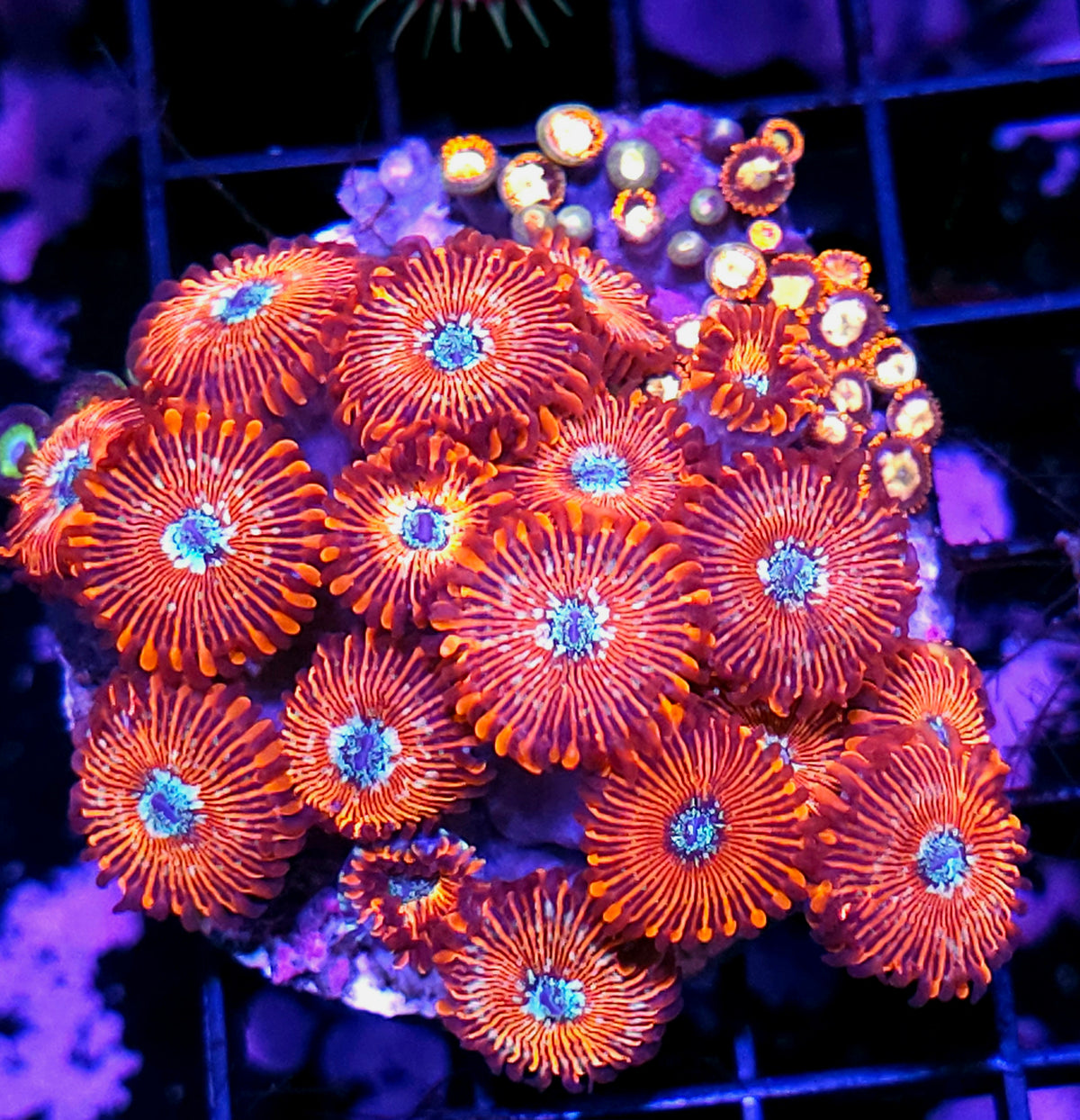 White Zombie Zoa Colony