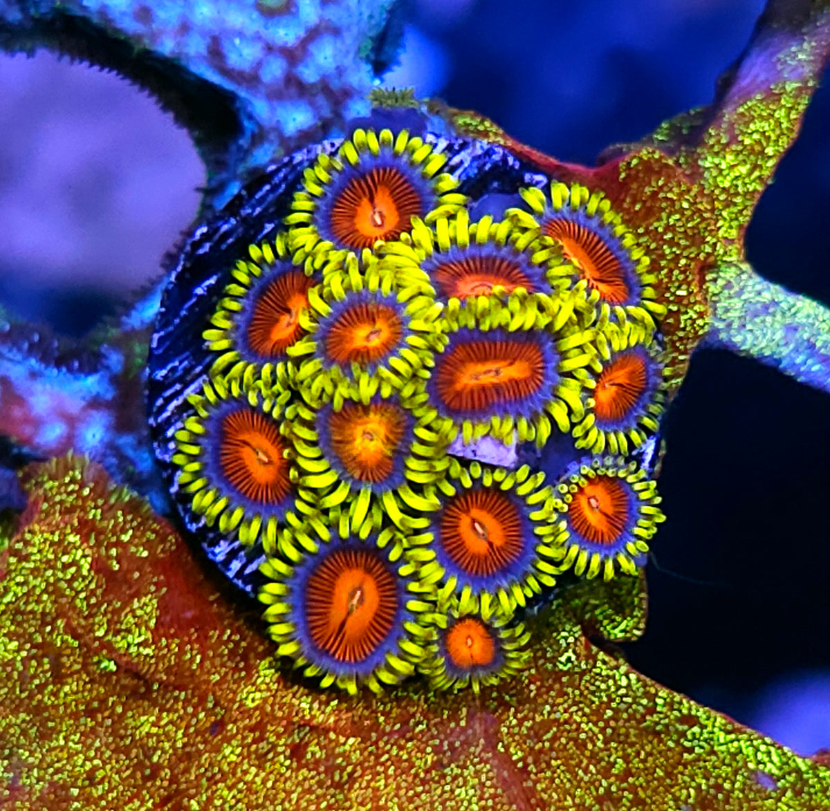 HF Vlad the Impaler Zoas