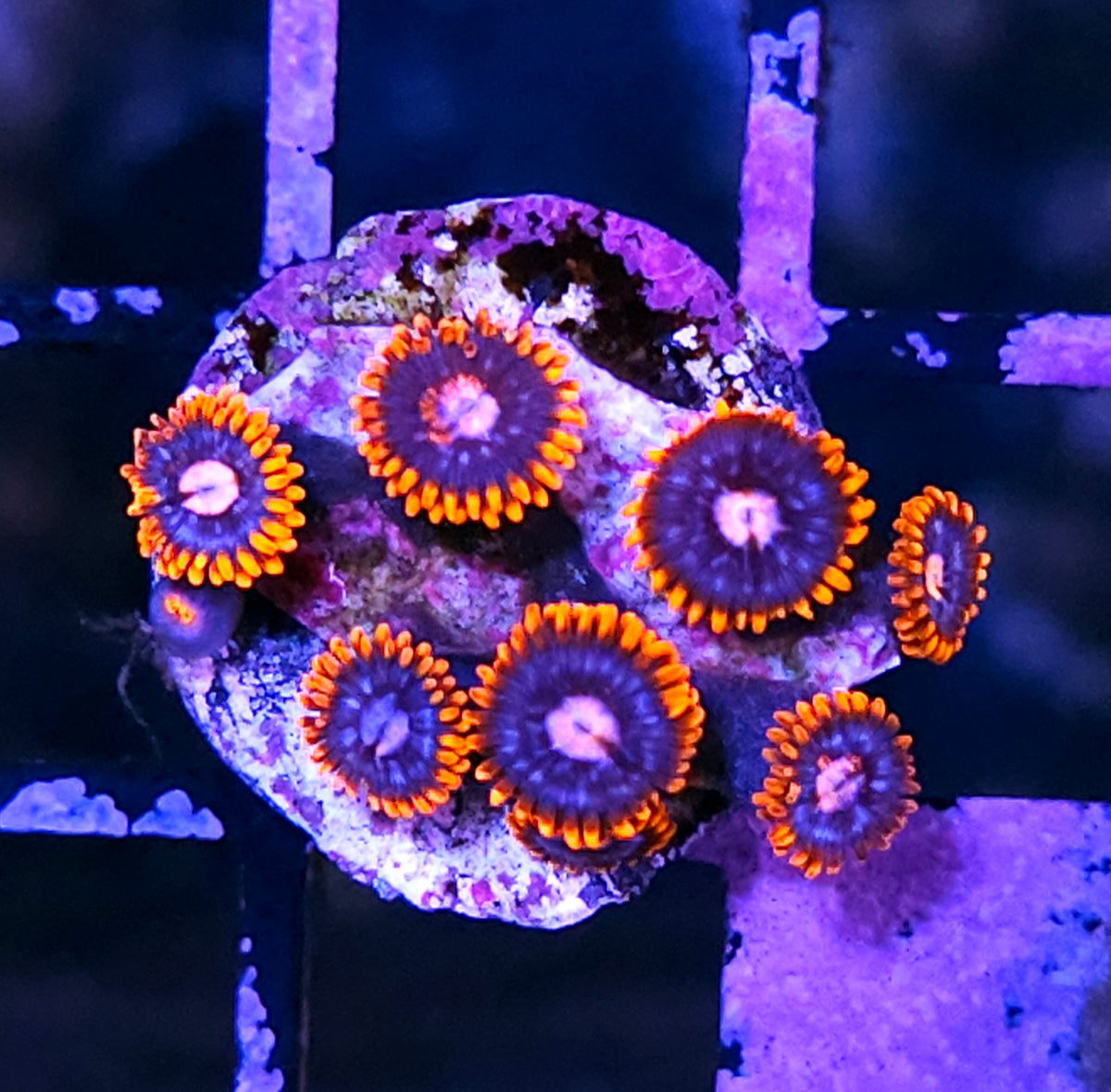 Clown Car Zoas