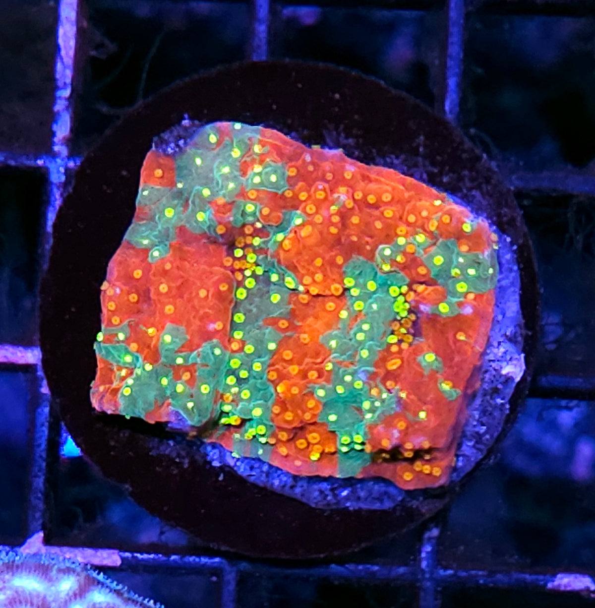 Insaneo Grafted Montipora
