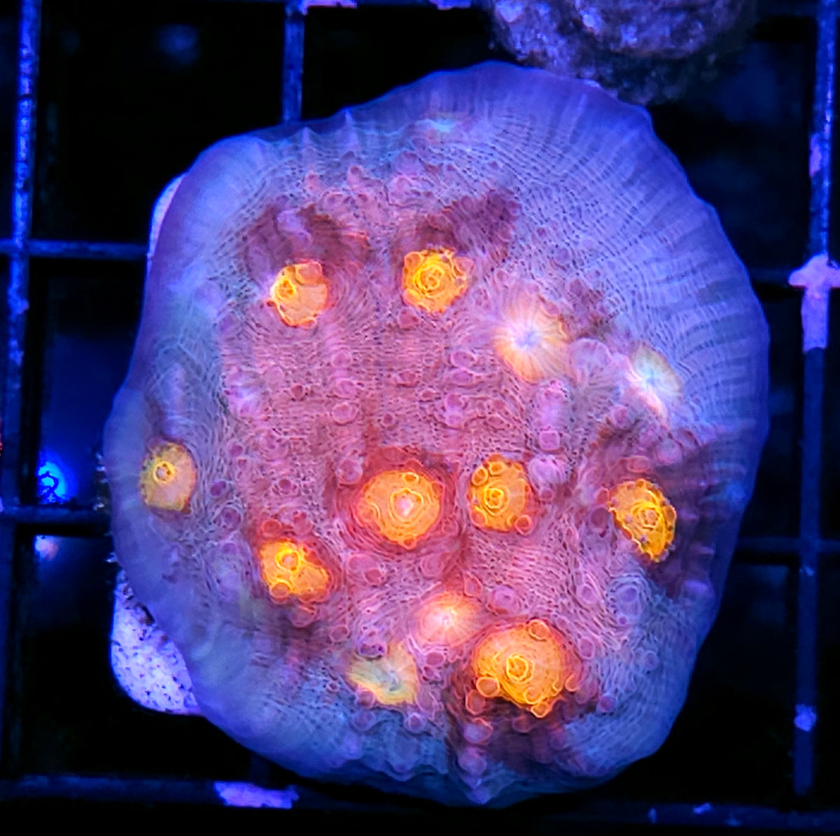 DR Biohazard Chalice Colony