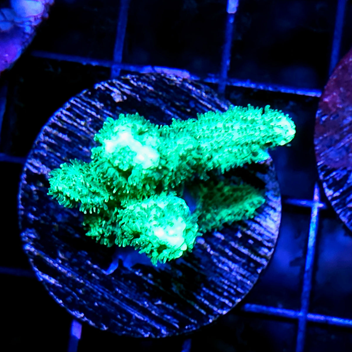 Neon Branching Hydnophora