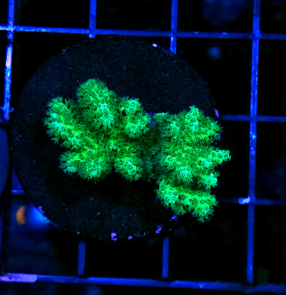 Toxic Pocilopora