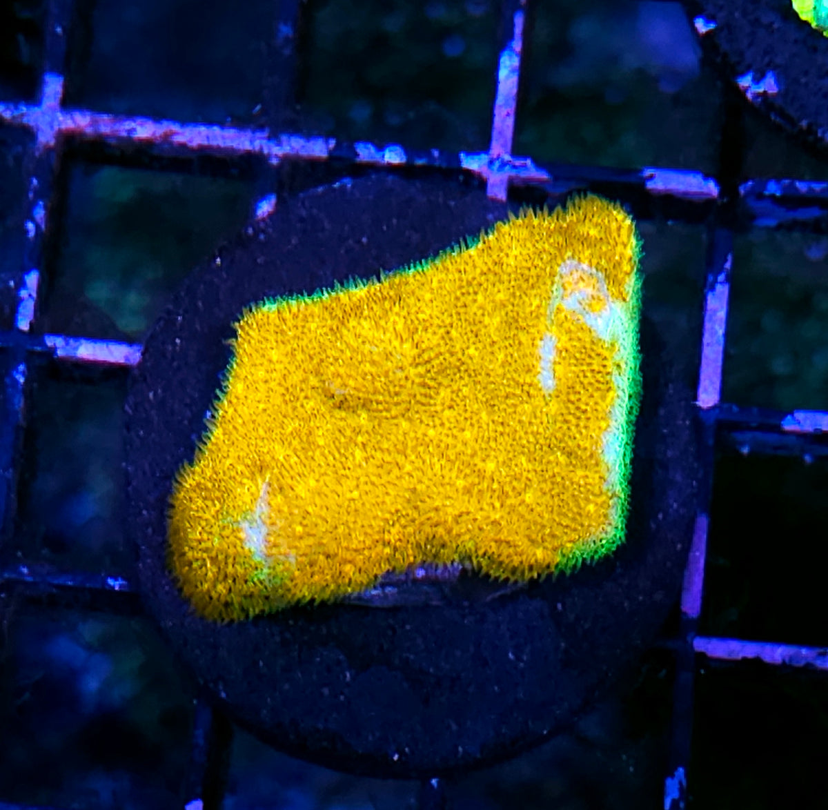 Golden Nugget Psammacora