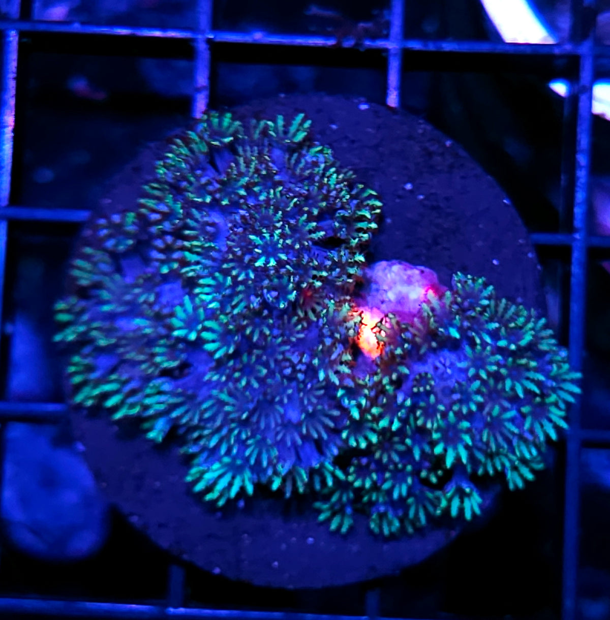 Blue Sympodium