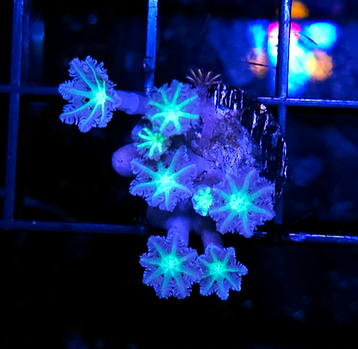 Alien Cloves