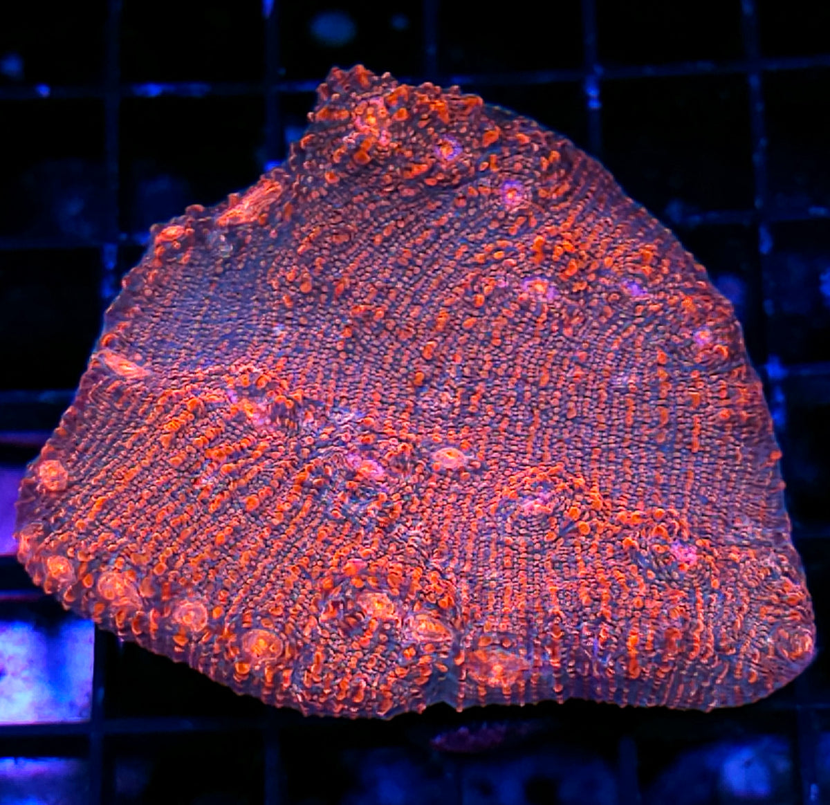 Hellraiser Chalice Colony