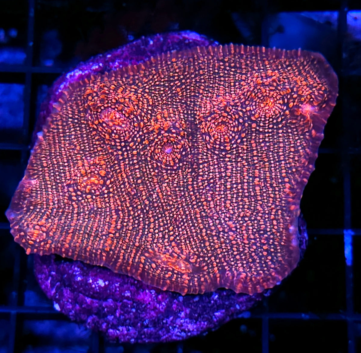 Tropic Thunder Chalice Colony