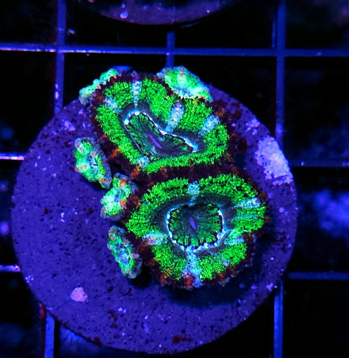 Snake Skin Acan