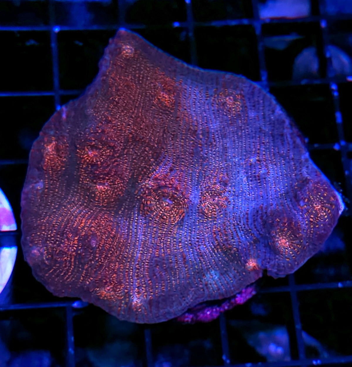 Cosmic Nebula Chalice Colony