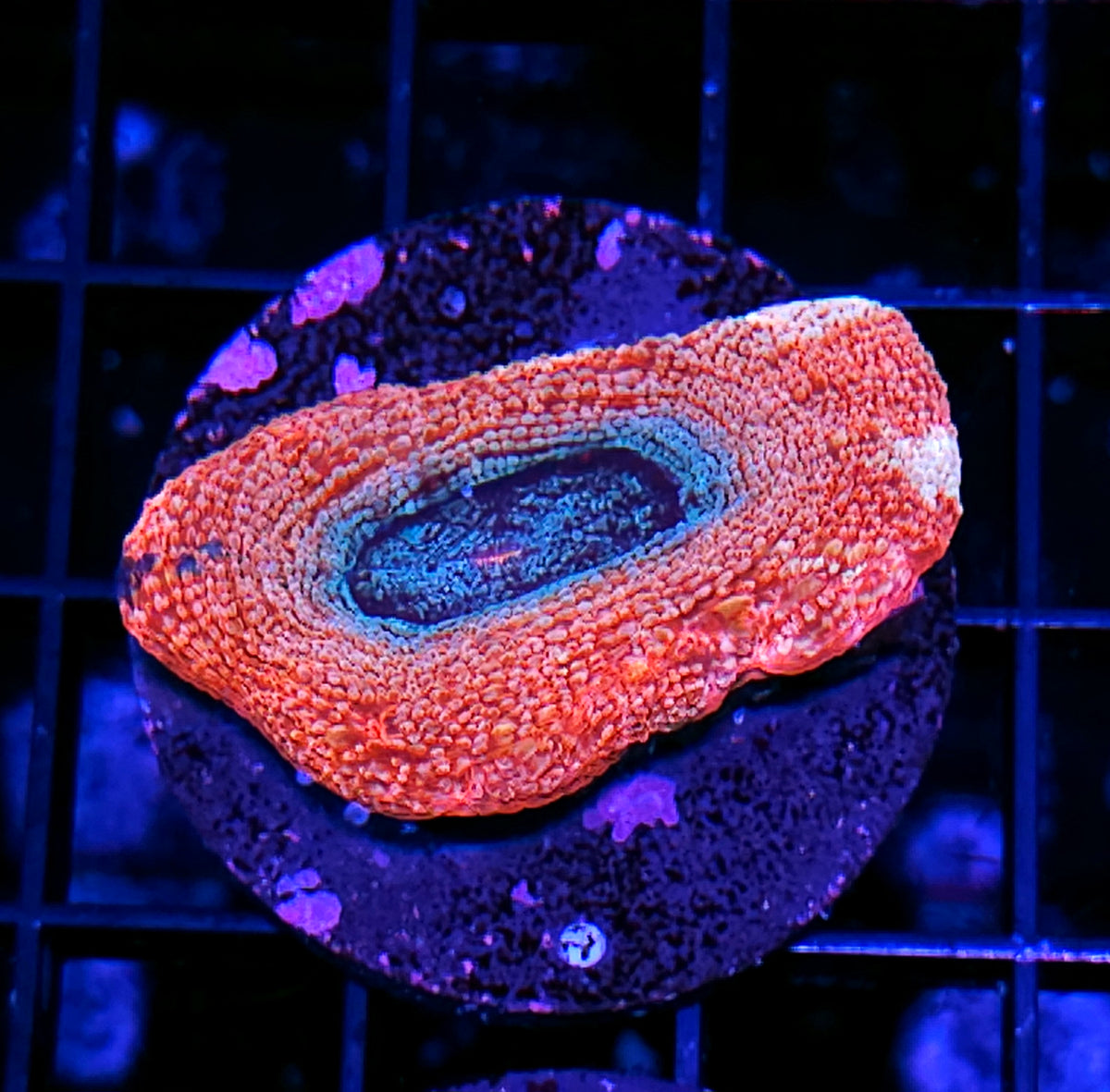 Stardust Bowerbanksi