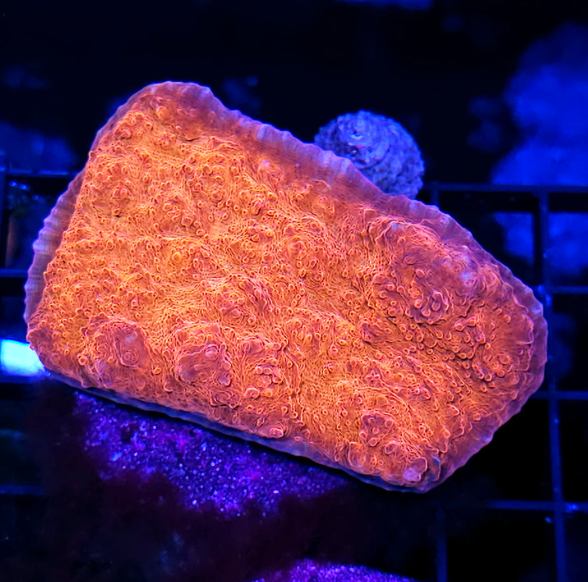 Molten Lava Chalice Colony