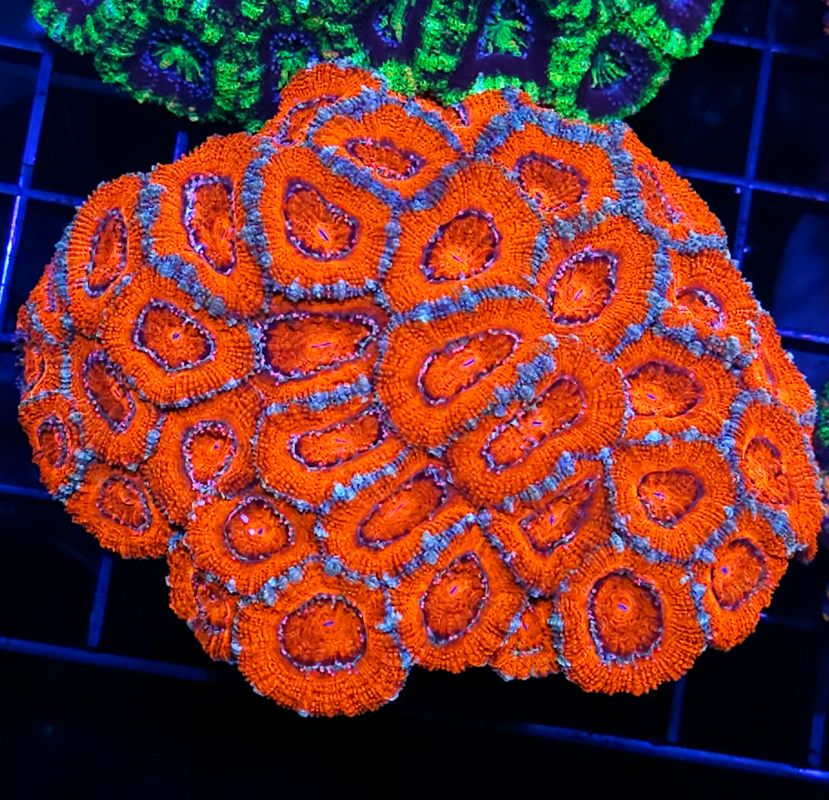 Kaboom Acan Colony