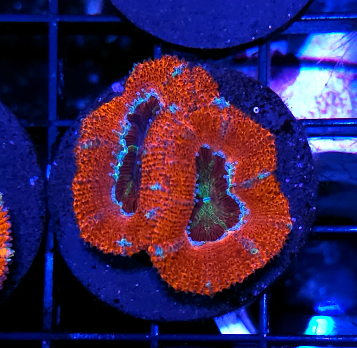 Fallout Acan