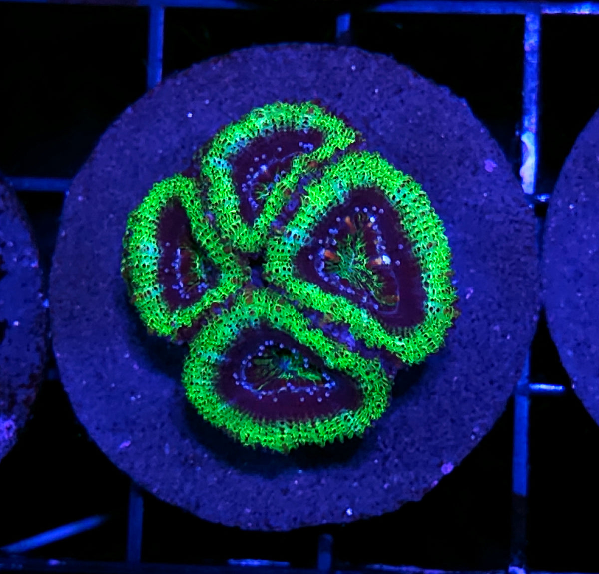 UFO Acan