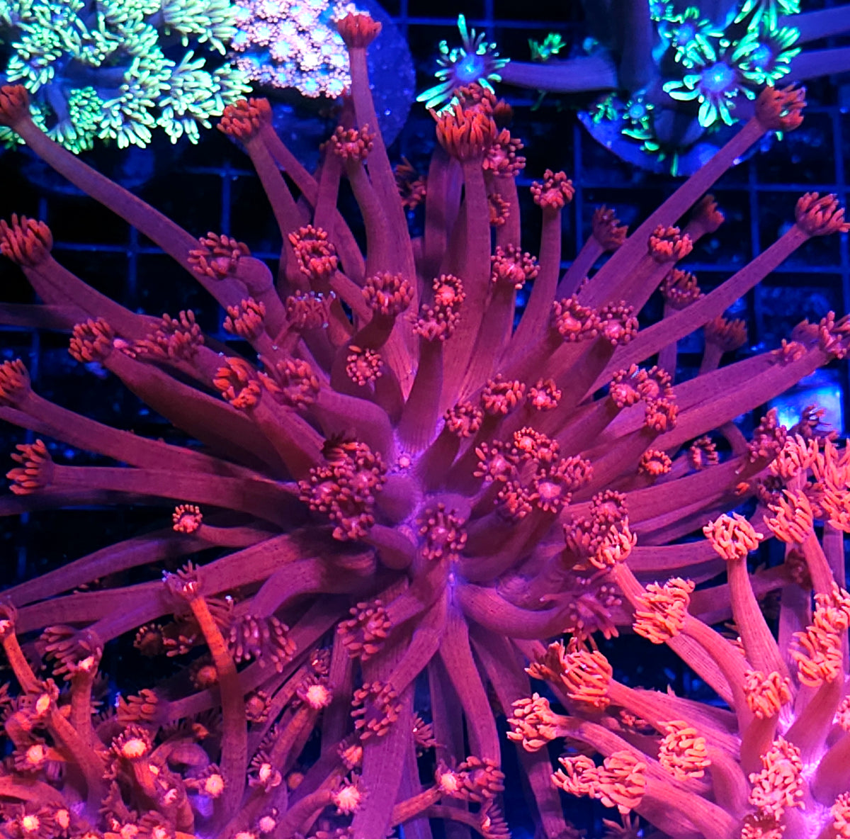 Magenta Madness Goniopora Colony OPENS HUGE