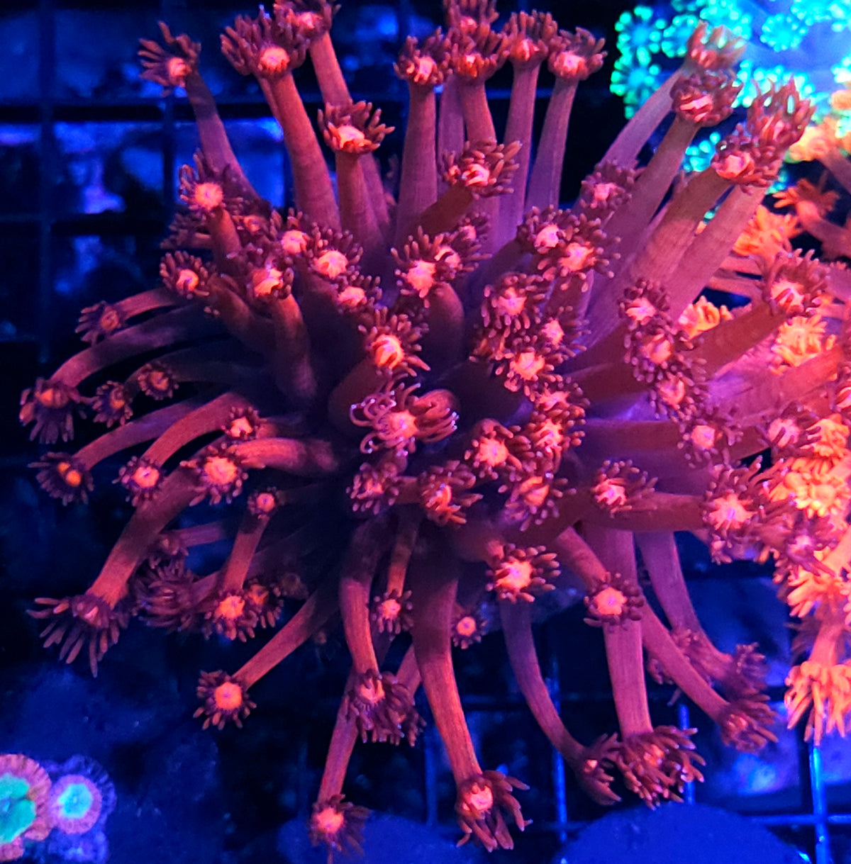 Marauder Red Goniopora Colony OPENS BIG