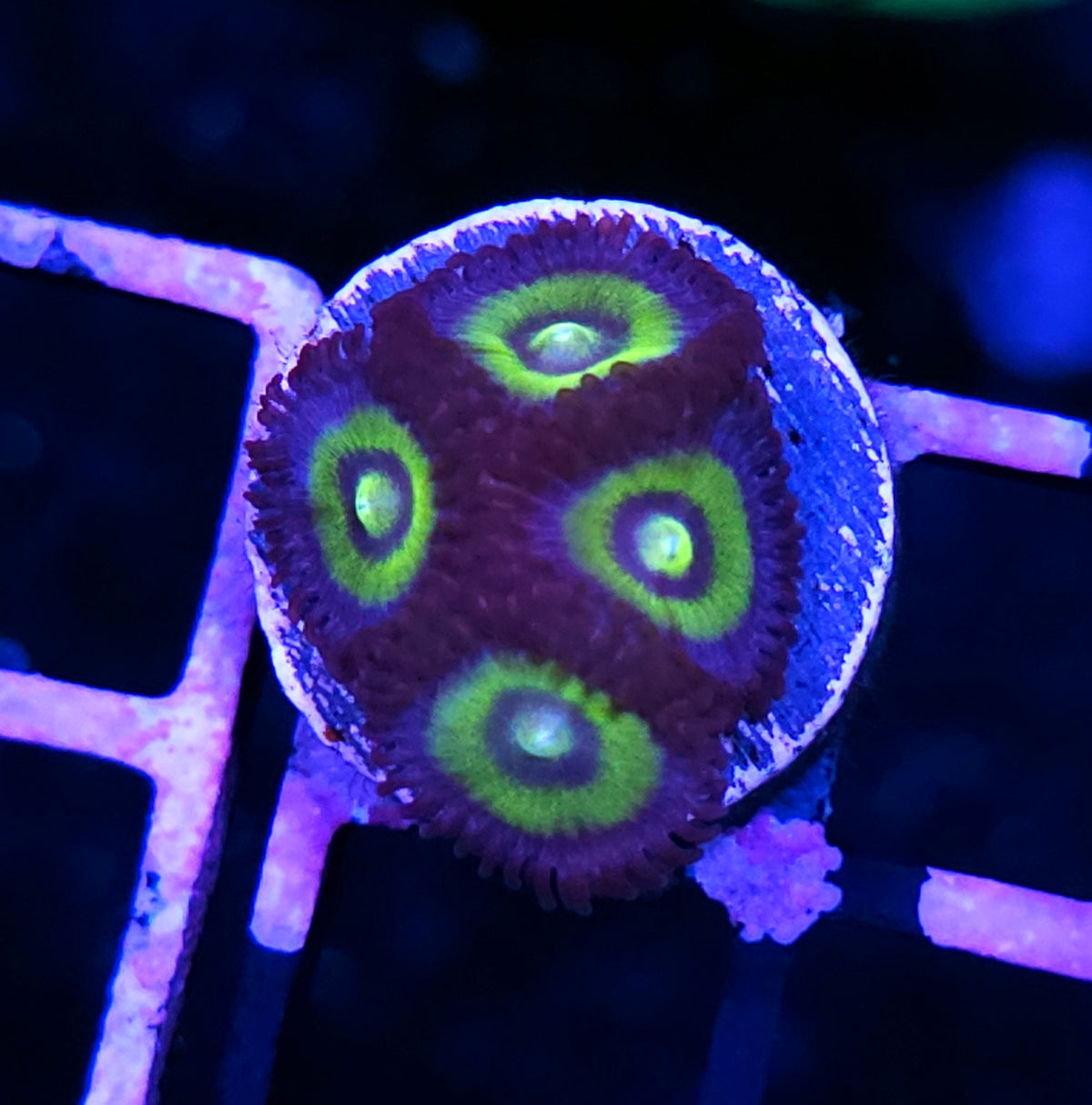 HF Boca Raton Zoas
