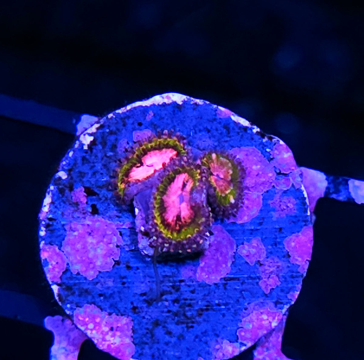 Pink Krak Zoas