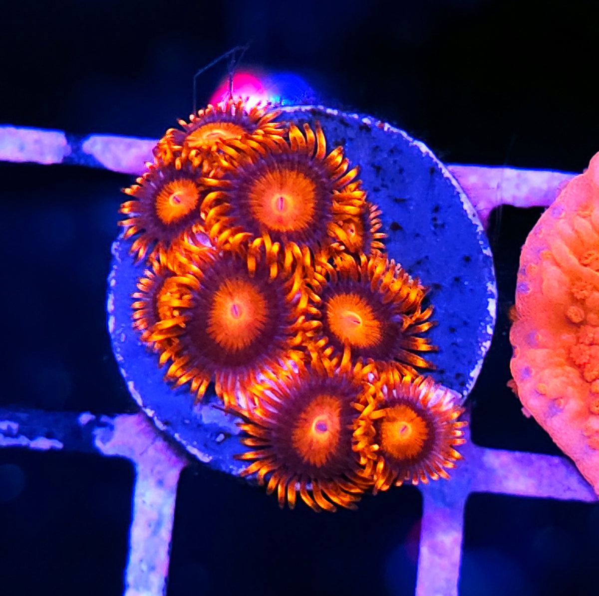 Bam Bam Zoas
