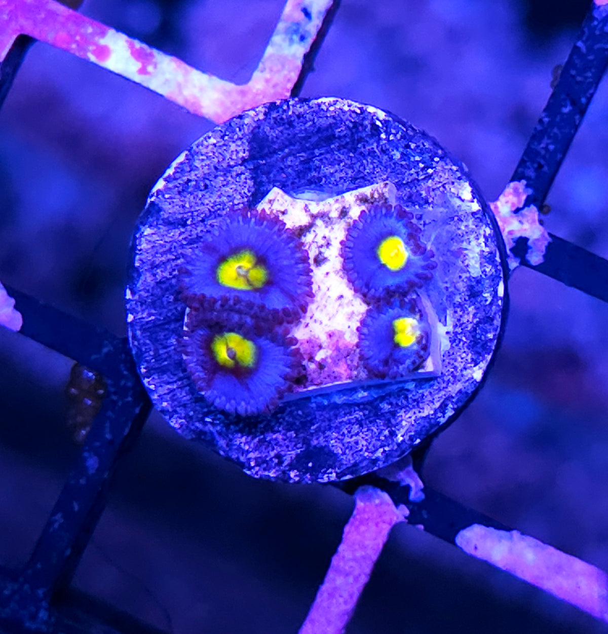 WWC A.O.I Zoas