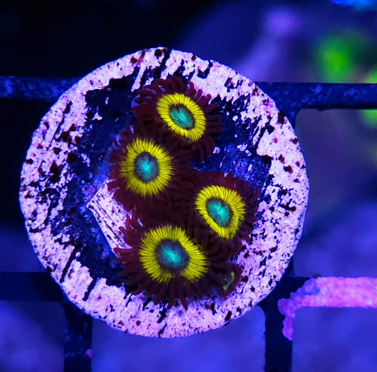 Belladonna Zoas