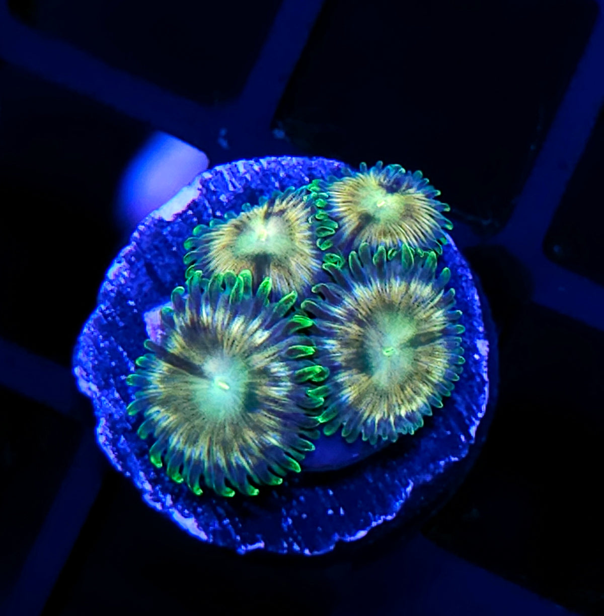 ECC Verdant Grove Zoas