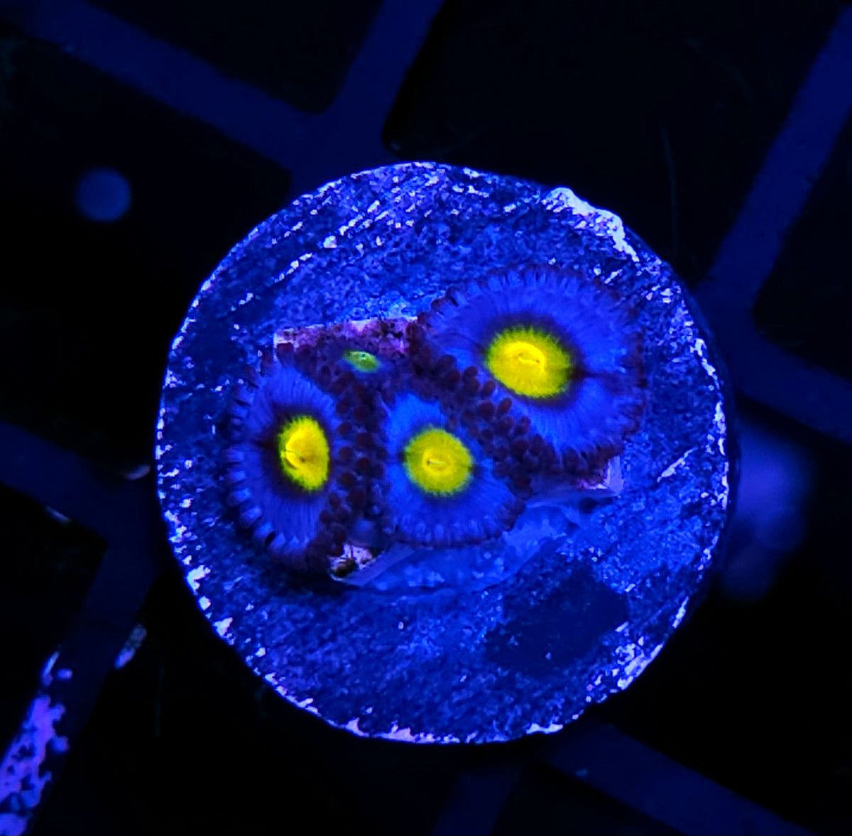 WWC A.O.I Zoas