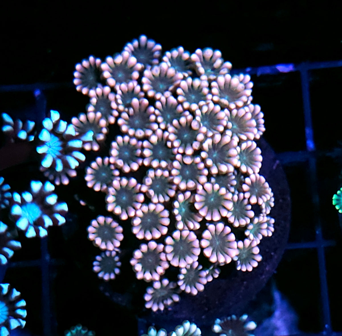 Mermaids Kiss Alveopora