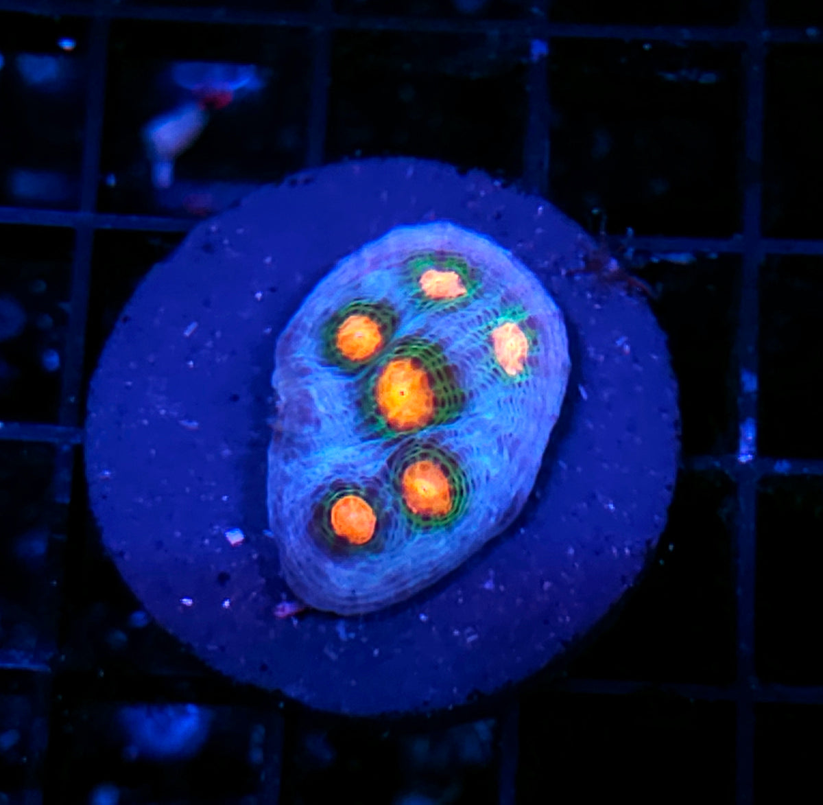 Raindancer Chalice