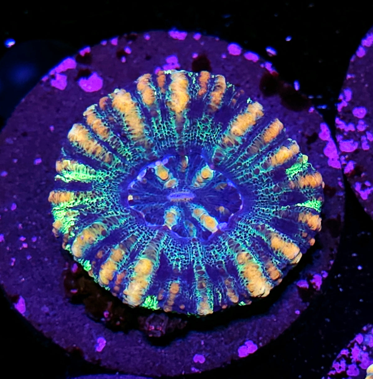 Pandemonium Mini Scolymia