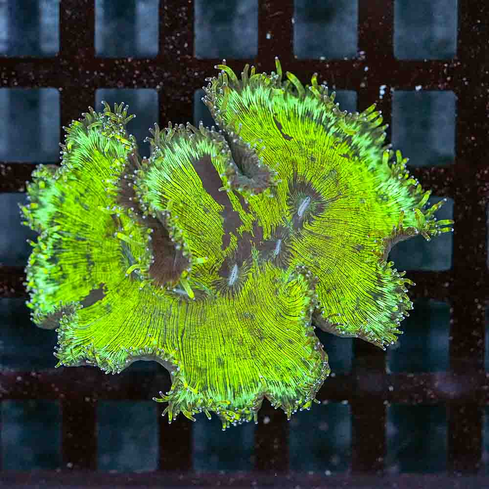 Elegance Coral (M)