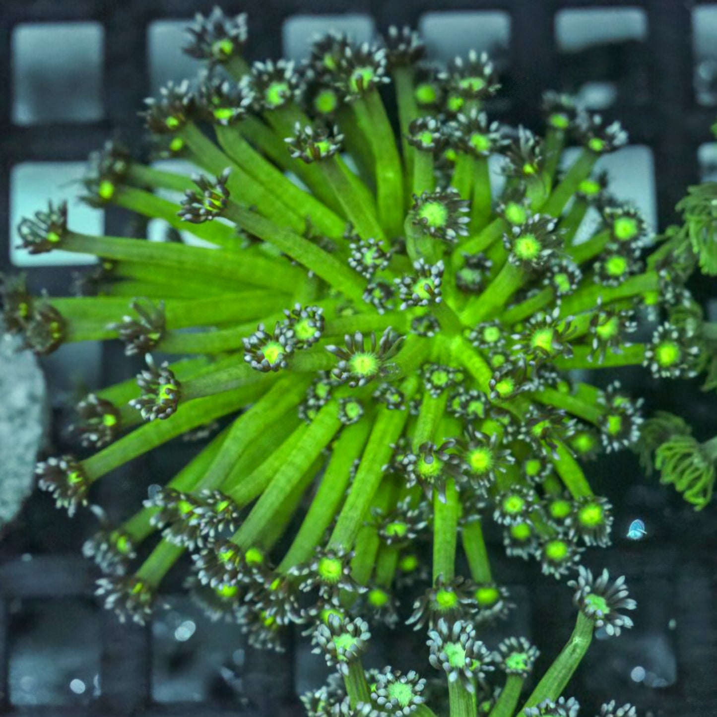 XL Purple Nurple Goniopora Colony