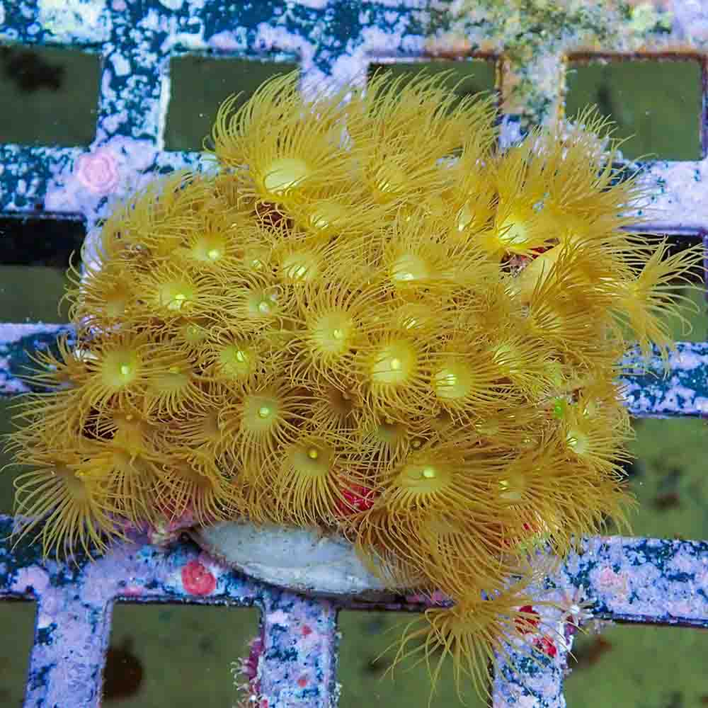 Polyps Colonial Yellow (M)