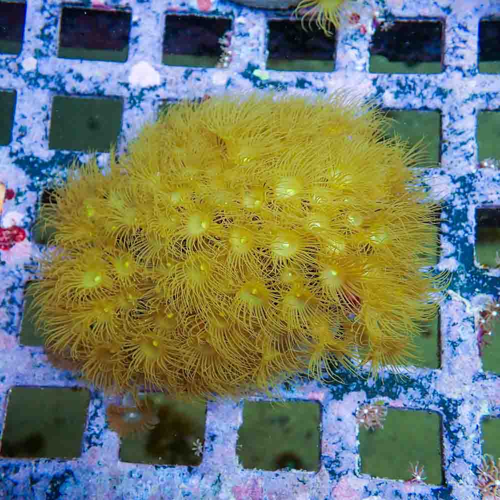 Polyps Colonial Yellow (M)