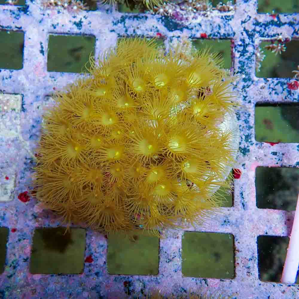 Polyps Colonial Yellow (M)
