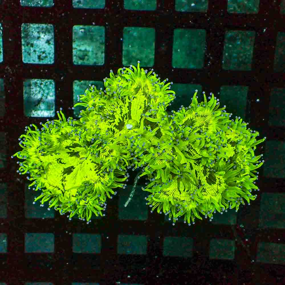 Elegance Coral (L)