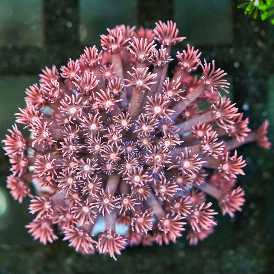 Pink Pony Goniopora Colony
