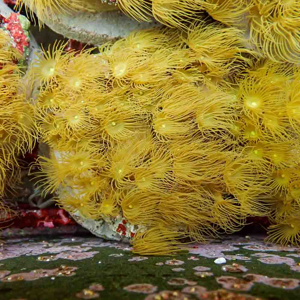 Polyps Colonial Yellow (M)