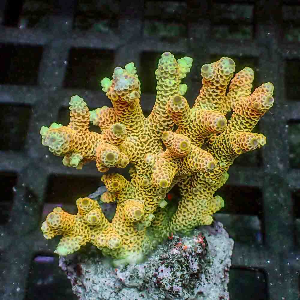 Sunset Yellow Acropora Millepora (M)
