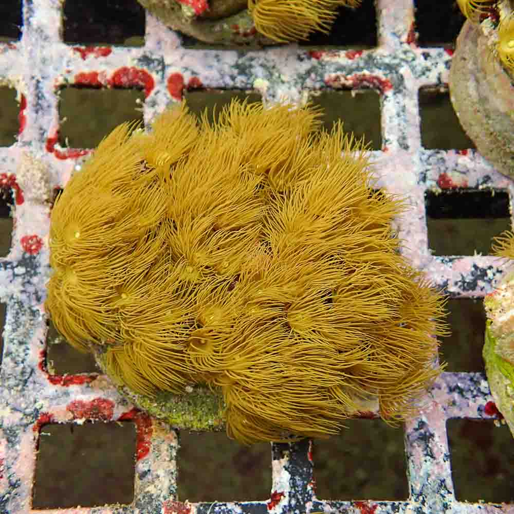 Polyps Colonial Yellow (M)