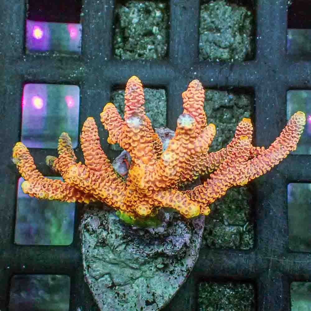 Orange Acropora Millepora (M)